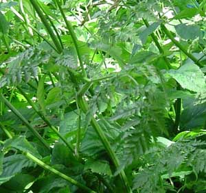 Hemlock Leaf